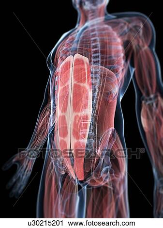 Clip Art - Abdominal muscles, artwork. Fotosearch