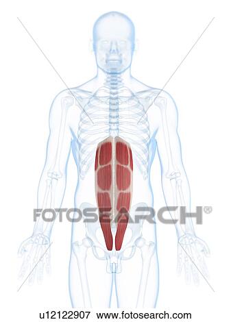 Abdominal muscles, artwork View Large Illustration Stock Illustration - Abdominal muscles, artwork. Fotosearch