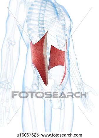 Abdominal muscles, artwork View Large Illustration Stock Illustration - Abdominal muscles, artwork. Fotosearch