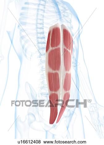 Stock Illustration - Abdominal muscles, artwork. Fotosearch
