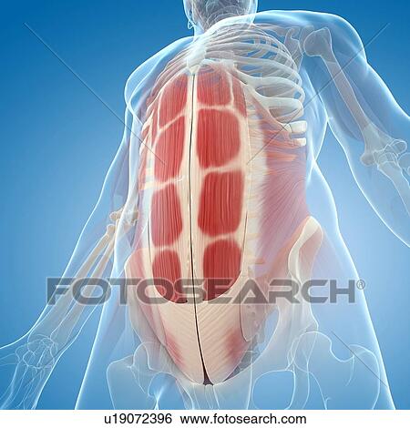 Stock Illustration - Abdominal muscles, artwork. Fotosearch
