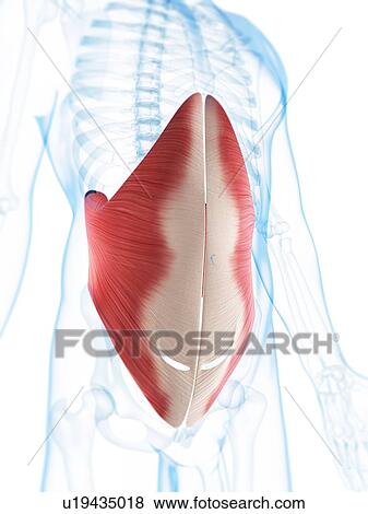 Stock Illustration - Abdominal muscles, artwork. Fotosearch
