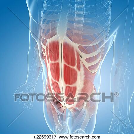 Abdominal muscles, artwork View Large Illustration Stock Illustration - Abdominal muscles, artwork. Fotosearch