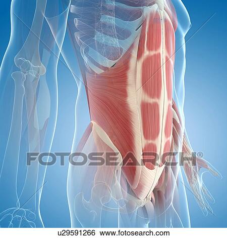Abdominal muscles, artwork View Large Illustration Stock Illustration - Abdominal muscles, artwork. Fotosearch
