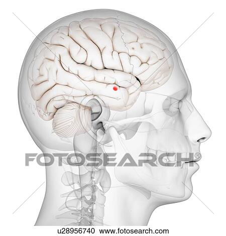 Amygdala の 脳 ｱｰﾄﾜｰｸ クリップアート 切り張り イラスト 絵画 集 U Fotosearch
