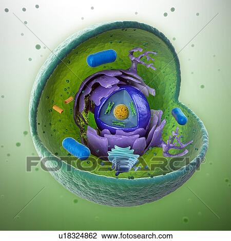 Drawing - Animal cell, artwork. Fotosearch