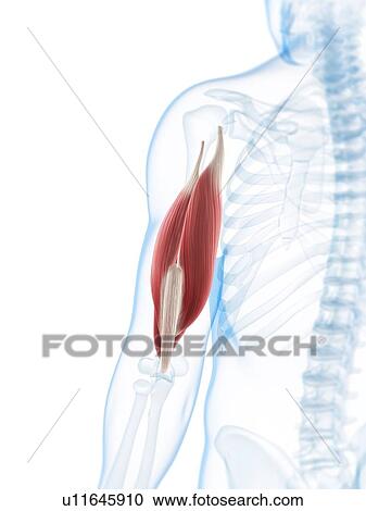 Arm muscle, artwork View Large Illustration Clipart - Arm muscle, artwork. Fotosearch