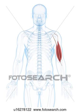 Arm muscle, artwork View Large Illustration Drawing - Arm muscle, artwork. Fotosearch