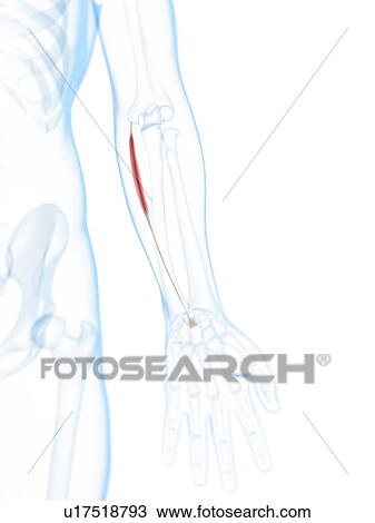 Arm muscle, artwork View Large Illustration Drawing - Arm muscle, artwork. Fotosearch