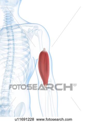Stock Illustration - Arm muscle, artwork. Fotosearch