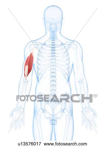 Stock Illustration - Arm muscle, artwork. Fotosearch