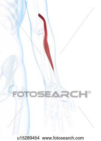 Arm muscle, artwork View Large Illustration Stock Illustration - Arm muscle, artwork. Fotosearch