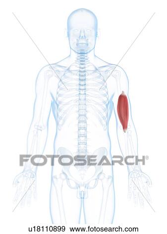 Stock Illustration - Arm muscle, artwork. Fotosearch