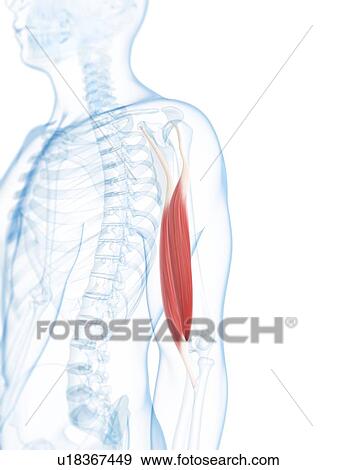 Arm muscle, artwork View Large Illustration Stock Illustration - Arm muscle, artwork. Fotosearch