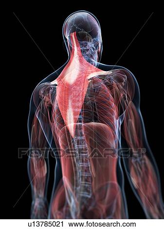 Back muscles, artwork View Large Illustration Clip Art - Back muscles, artwork. Fotosearch