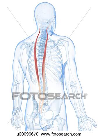 Clipart - Back muscles, artwork. Fotosearch