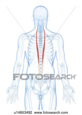 Back muscles, artwork View Large Illustration Drawing - Back muscles, artwork. Fotosearch