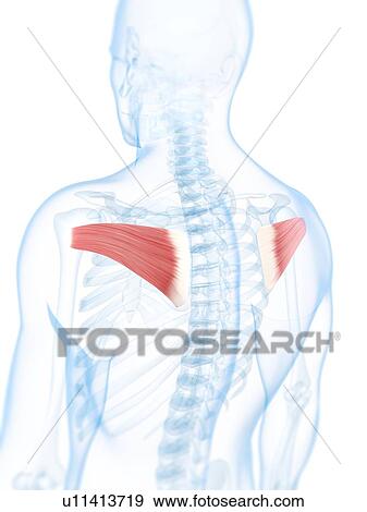 Stock Illustration - Back muscles, artwork. Fotosearch