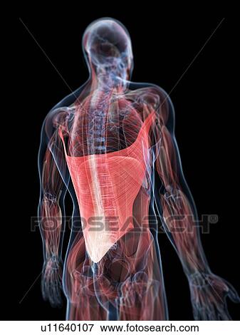 Stock Illustration - Back muscles, artwork. Fotosearch