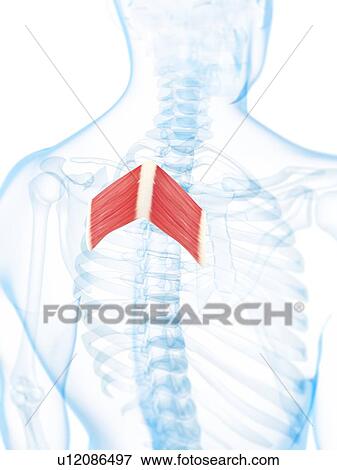 Stock Illustration - Back muscles, artwork. Fotosearch