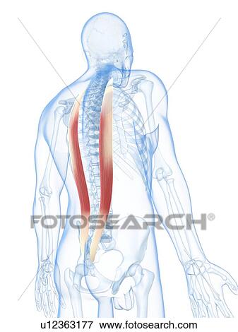 Stock Illustration - Back muscles, artwork. Fotosearch