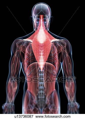 Back muscles, artwork View Large Illustration Stock Illustration - Back muscles, artwork. Fotosearch