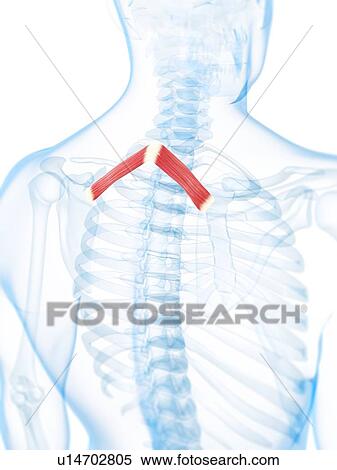 Stock Illustration - Back muscles, artwork. Fotosearch