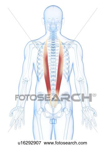 Stock Illustration - Back muscles, artwork. Fotosearch