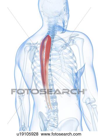Stock Illustration - Back muscles, artwork. Fotosearch