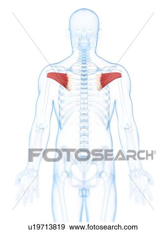 Back muscles, artwork View Large Illustration Stock Illustration - Back muscles, artwork. Fotosearch