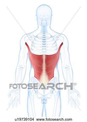 Back muscles, artwork View Large Illustration Stock Illustration - Back muscles, artwork. Fotosearch