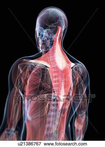 Back muscles, artwork View Large Illustration Stock Illustration - Back muscles, artwork. Fotosearch