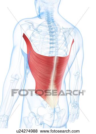 Stock Illustration - Back muscles, artwork. Fotosearch