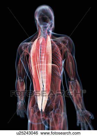 Back muscles, artwork View Large Illustration Stock Illustration - Back muscles, artwork. Fotosearch