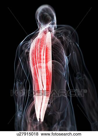 Stock Illustration - Back muscles, artwork. Fotosearch