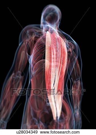 Back muscles, artwork View Large Illustration Stock Illustration - Back muscles, artwork. Fotosearch