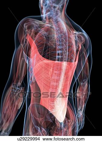 Stock Illustration - Back muscles, artwork. Fotosearch