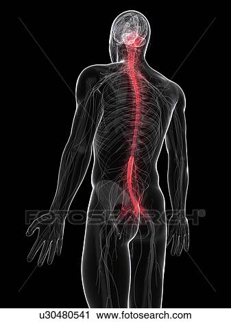 Back pain, conceptual artwork View Large Illustration Clip Art - Back pain, conceptual artwork. Fotosearch