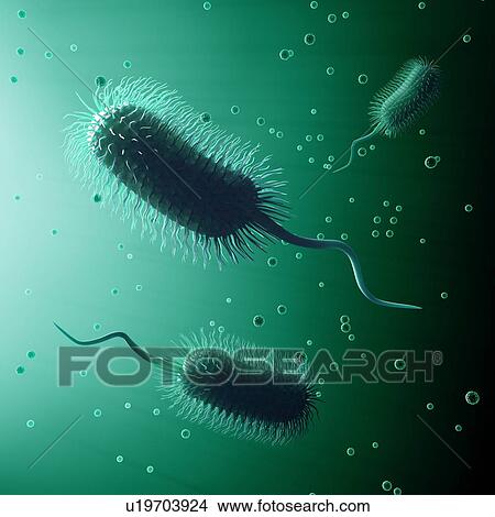 Bacteria, artwork View Large Illustration Stock Illustration - Bacteria, artwork. Fotosearch