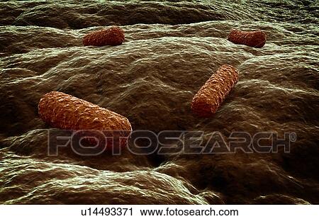 Bacterial infection, artwork View Large Illustration Clip Art - Bacterial infection, artwork. Fotosearch