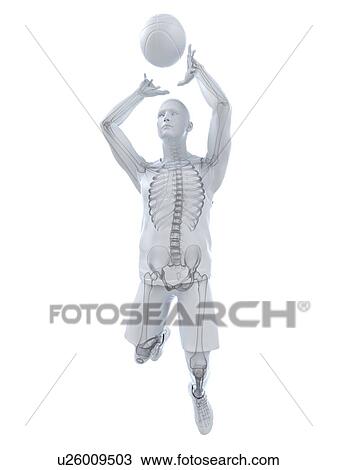 Basketball player, artwork View Large Illustration Drawing - Basketball player, artwork. Fotosearch