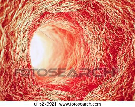 Clip Art - Blood vessel interior, artwork. Fotosearch