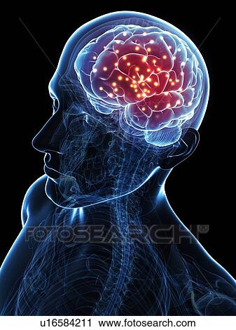 Brain activity, conceptual artwork View Large Illustration Clip Art - Brain activity, conceptual artwork. Fotosearch