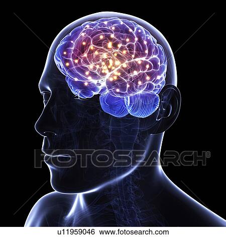 Brain activity, conceptual artwork View Large Illustration Stock Illustration - Brain activity, conceptual artwork. Fotosearch