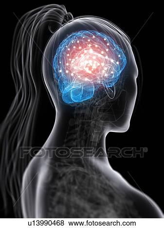Brain activity, conceptual artwork View Large Illustration Stock Illustration - Brain activity, conceptual artwork. Fotosearch