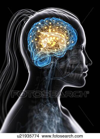 Brain activity, conceptual artwork View Large Illustration Stock Illustration - Brain activity, conceptual artwork. Fotosearch