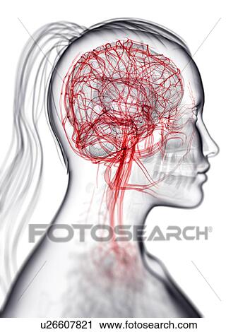 Brain's blood supply, artwork View Large Illustration Clip Art - Brain's blood supply, artwork. Fotosearch