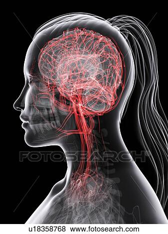 Brain's blood supply, artwork View Large Illustration Stock Illustration - Brain's blood supply, artwork. Fotosearch