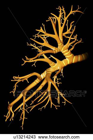 Bronchial tree, artwork View Large Illustration Drawing - Bronchial tree, artwork. Fotosearch