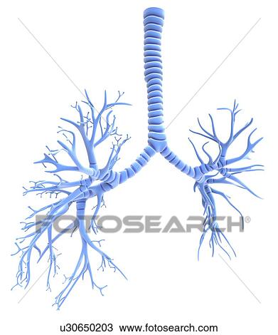 Drawing - Bronchial tree, artwork. Fotosearch